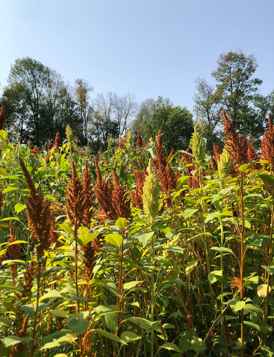 Celebrating Earth Month: ChocoSol’s Commitment to Ecological Sustainability