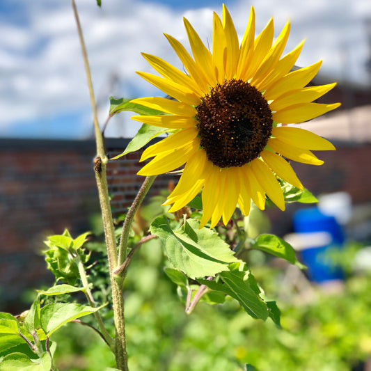 Important Updates: Reopening, COVID19, and More