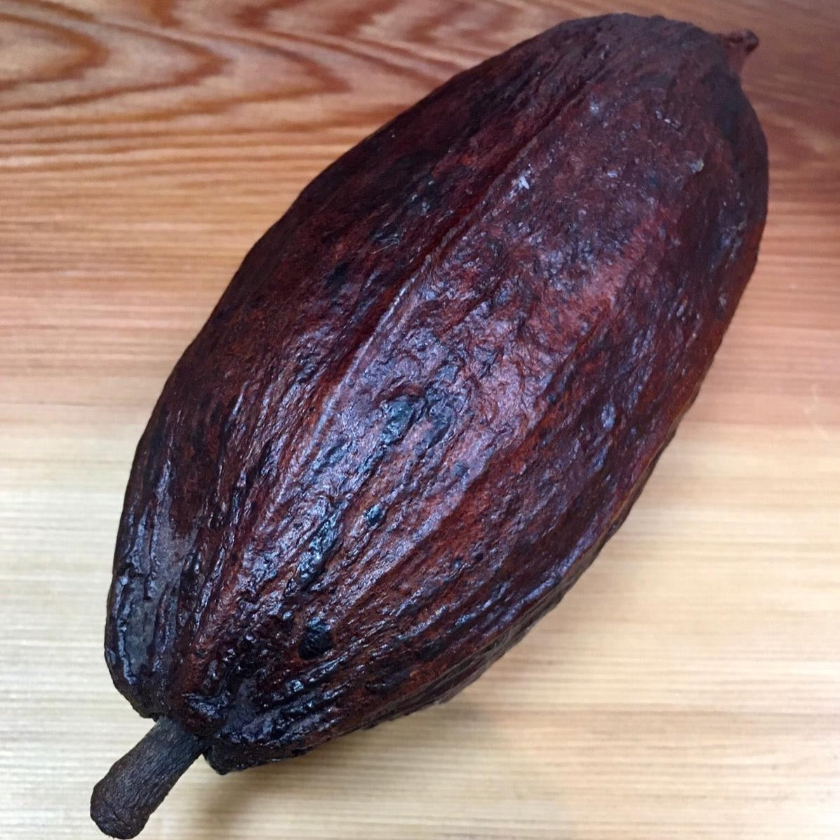 cabosse de cacao