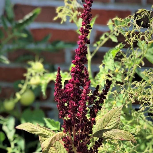 How to grow amaranth in your home garden.