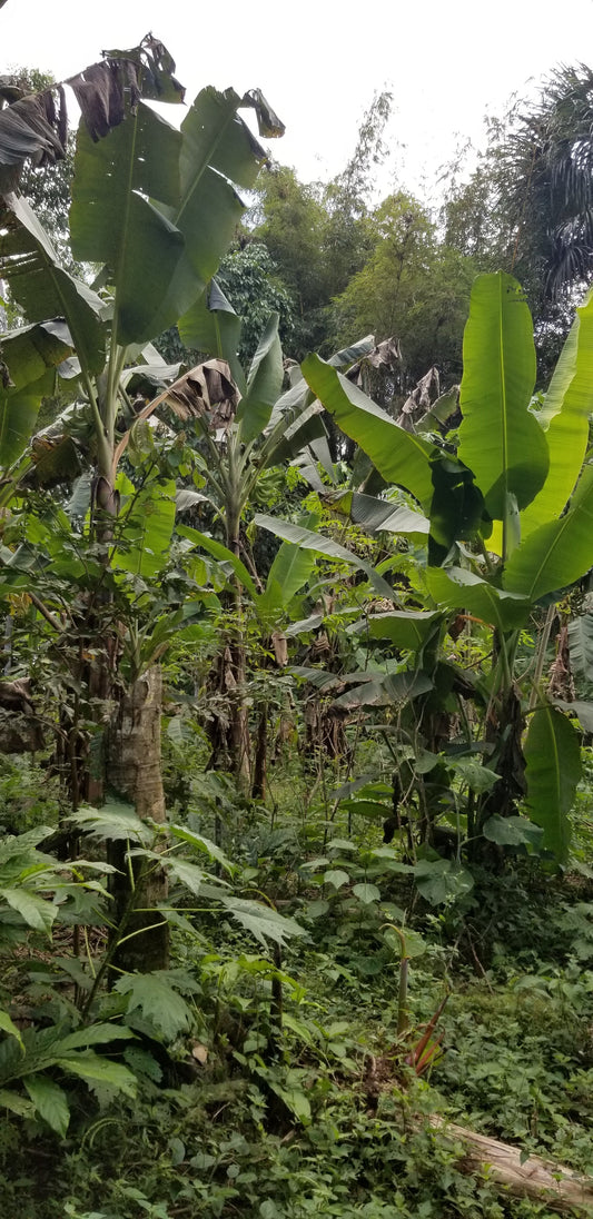 Rooted in Relationship: Forest Gardens in Earth Month