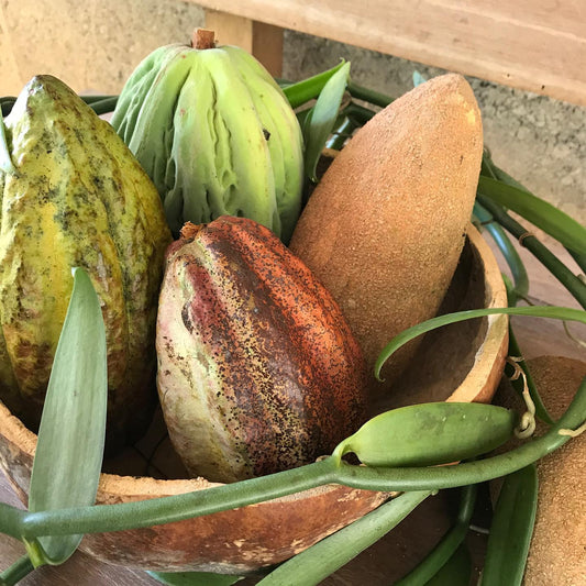 Albino Cacao & The Regeneration of Oaxaca’s Forest Gardens