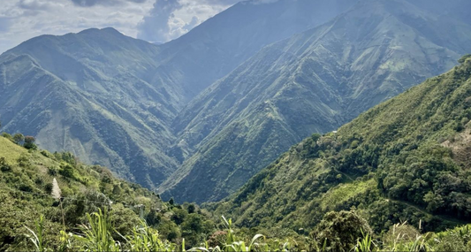 ChocoSol Welcomes Cacao & Coffee from Colombia